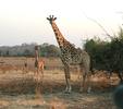 Giraffen