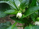 Bell Pepper Purple Flame (2009, Jun.17)