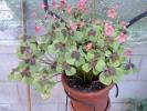 OXALIS IRON CROSS