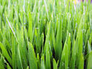 grass_wet2