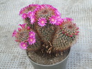 Mamillaria spinosissima