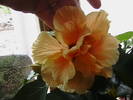 Picture 048