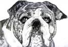 English Bulldog2