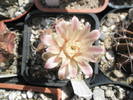 Gymnocalycium mihanovivhii v. friedrichii - floare