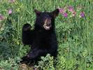 Black Bear Cub in Wildflowers