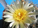 Coryphantha sulcolanata - floare