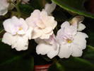 DSC03900