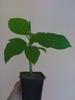 Plumeria Salmon Brown seedling