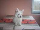 catel alb