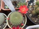 Rebutia minuscula
