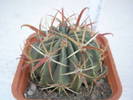 Ferocactus nr. 2 - macrodiscus