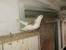 P8292250