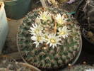 Mammilaria gaumerii