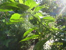 datura