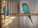 masculi albastri 1 an