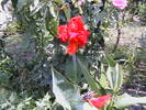 Picture 023