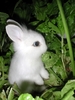 Bunny (4)