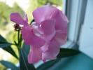 Splendissimum Pink