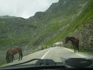 TRANSFAGARASAN 04.07.2009 178