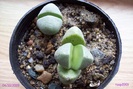 Pleiospilos nelli