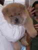 puiutz chow chow 8