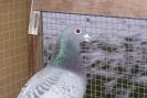 cuccioli 017