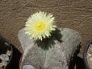 Astrophytum myriostigma