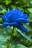 blue_rose_07