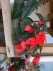flori 034