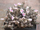 Mammilaria yaquensis