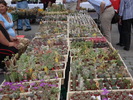 DSC09829