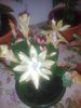 CRACIUNITA(SCHLUMBERGERA)