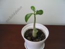 Adenium obesum 6