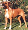 Aki 1 Can