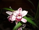 Cymbidium
