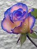 Rose_0414