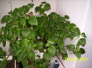 Acalypha 7 iun 2009 (1)