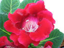 Gloxinia grena 4