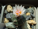 DSCF0477