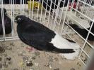 negru 1
