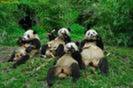 Ursii panda (1)