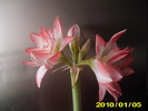 Flori 03.01.2010 002