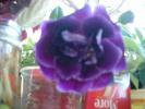 gloxinia-1