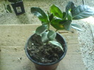 gardenia cul. alb.- 5 RON