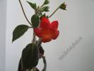 Kohleria Cybele 3
