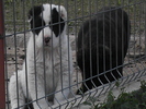 poze 01.05.2009 123