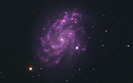 purroseLG_1440