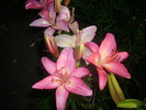 DSCI0961