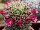 Mammillaria bekebergiana