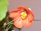 abutilon